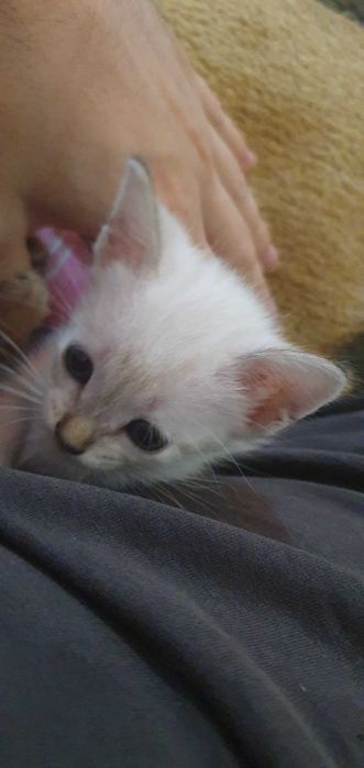 Doacao gatos bebes