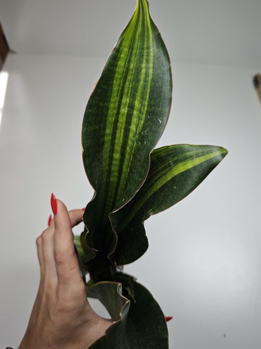 Sansevieria Little Dragon var