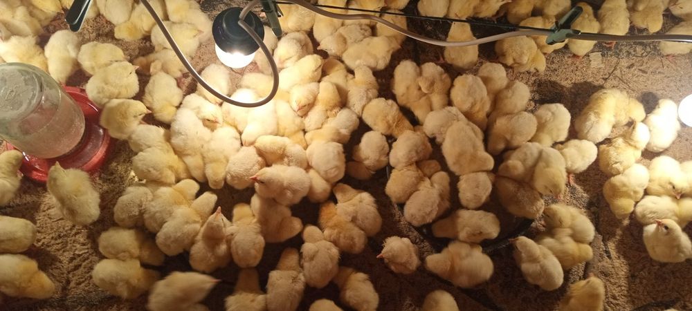 Яйце інкубаційне бройлер Україна, Угорщина, Чехія