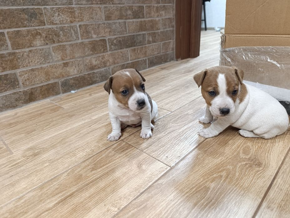 Хлопчики Джек Рассел