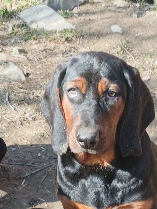 Suczka gończy polski