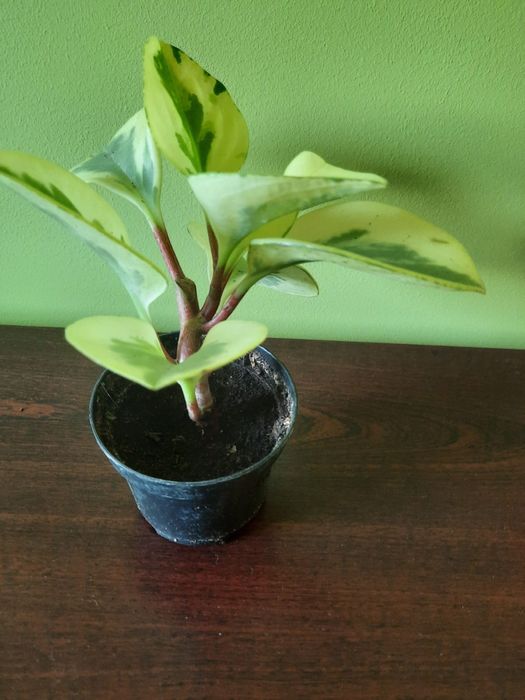 Peperomia peperonia kwiatek