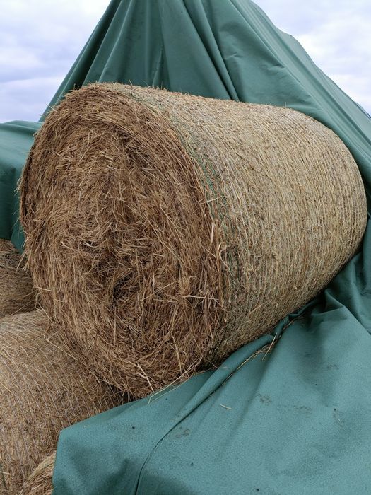 Siano w belach 125/123