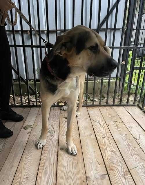 Bircza i okolice- znaleziono psa, proszę o pomoc