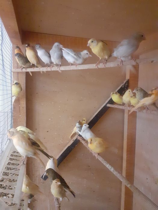 Kanarki młode z 2026