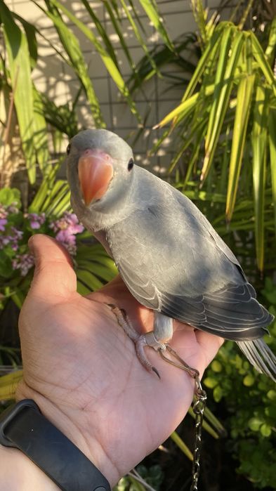 Ring neck domesticado -oportunidade