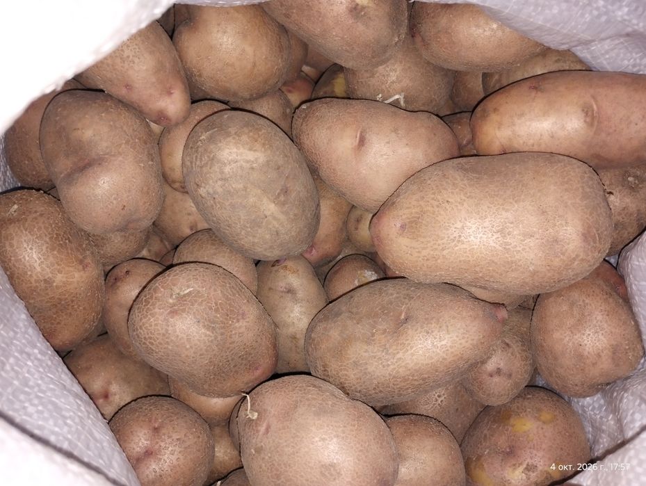 картофель,картошка домашняя