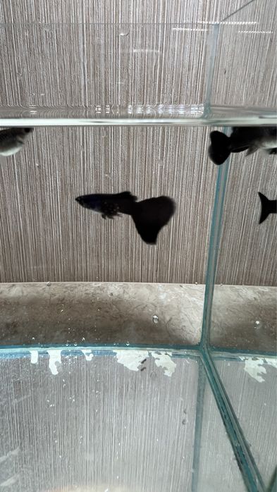 Самцы Гуппи full black чистая линия. Хелены