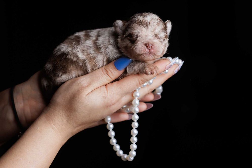 Szpic miniaturowy*Pomeranian* Chłopczyk CHOCO MERLE