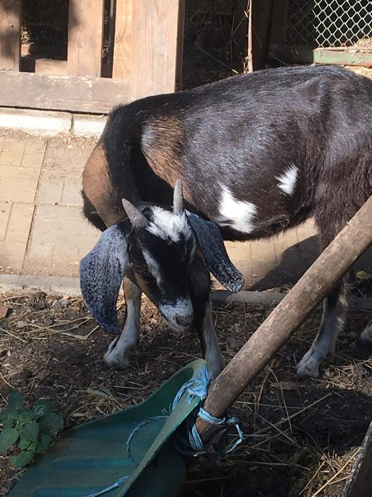 Козочкии козлята