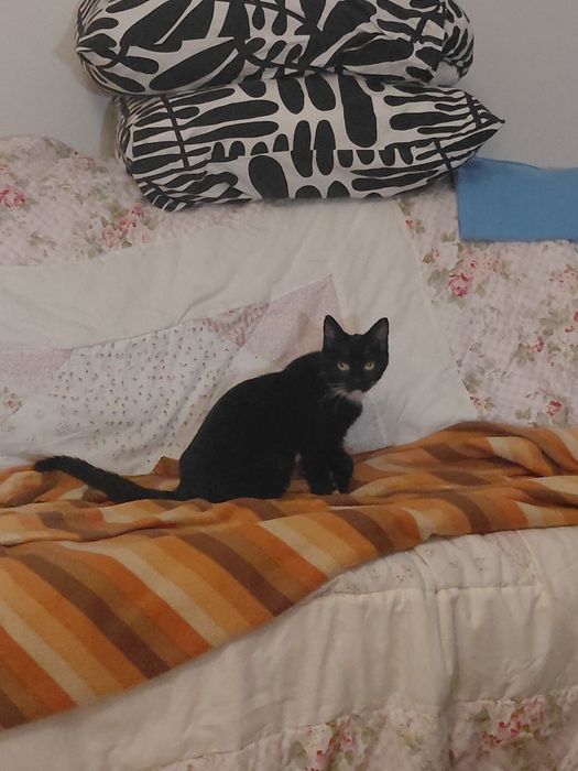 Gato bebé de 4 meses para adoção (Musgo)