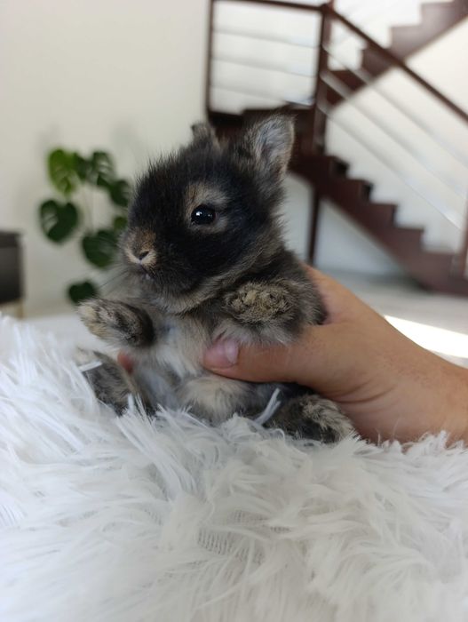 Karzelek Teddy króliki
