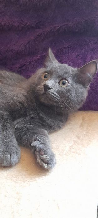 Кошенята в добрі руки