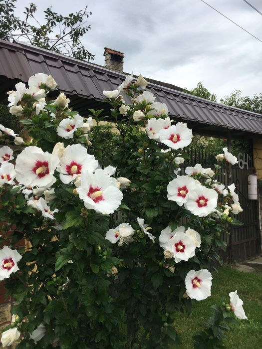 Гібіскус деревовидний 1,2,3,4 річні 5-40грн