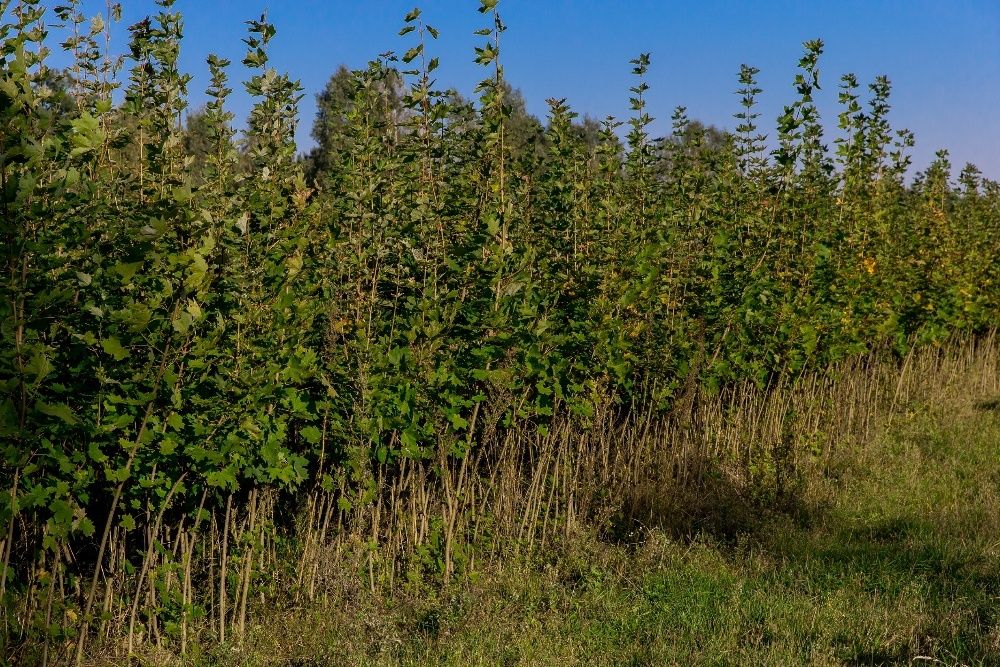 Dąb Czerwony (Quercus Rubra) 90-120 cm, donica 1l