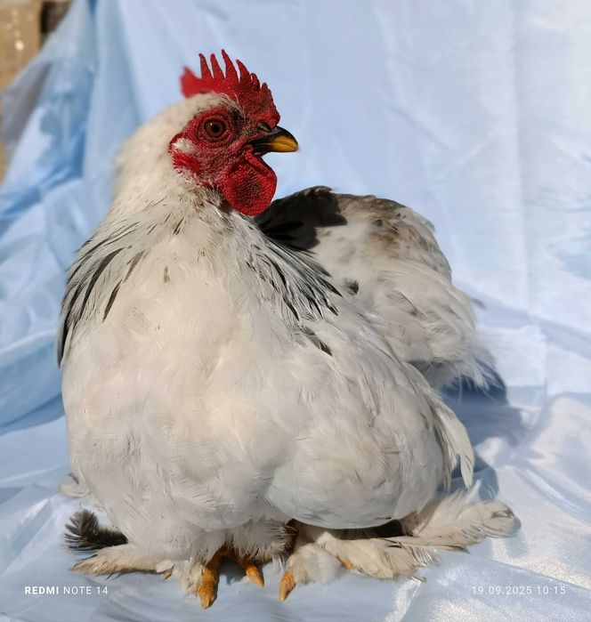 Продам кохинхин карликовый