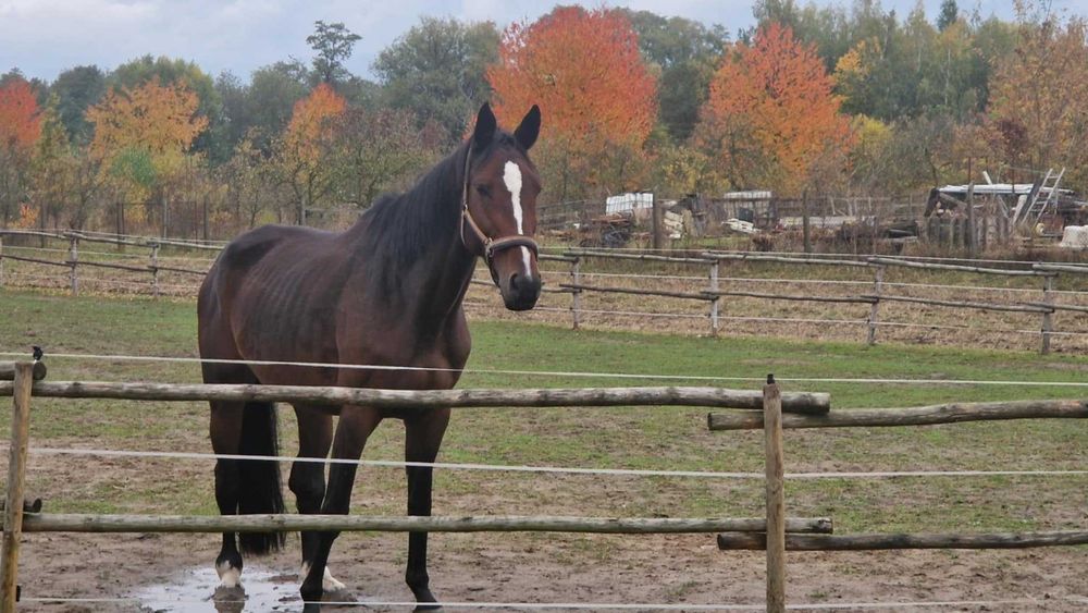 Kobyła klacz polski koń szlachetny półkrwi szp wysoka 8 lat