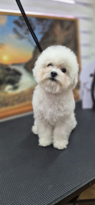 Bichon Frise - uroczy chłopak