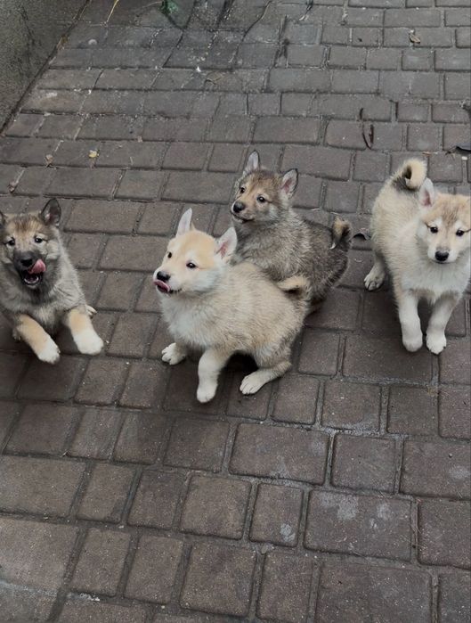 Продам цуциків   лайки