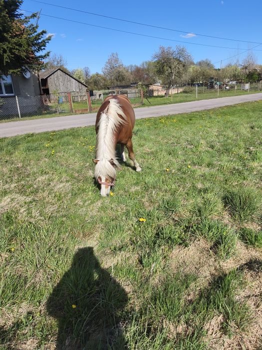 Ogier haflinger na sprzedaż z licencją