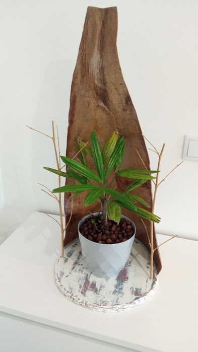 Arranjo folha coqueiro