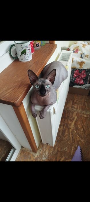 Продам котика сфінкса
