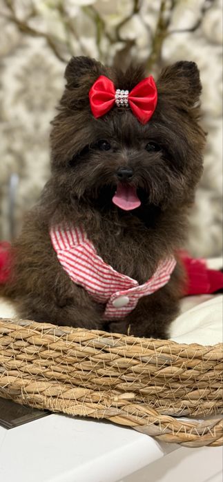 Девочка супер мини мальтипу