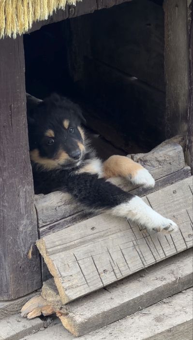 Віддамо цуценят в добрі руки!