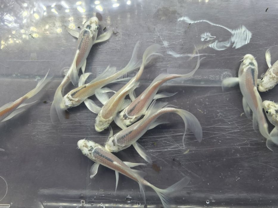 Karpie koi Butterfly