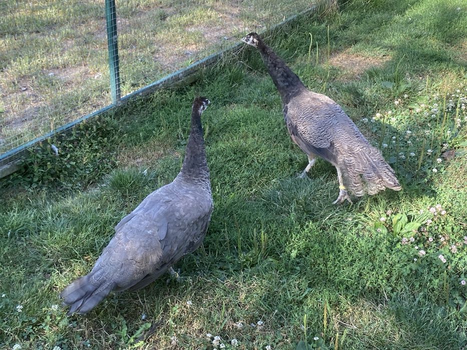 Pawie buford bronze para