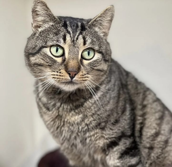 Отдам даром в добрые руки зеленоглазого полосатого котика