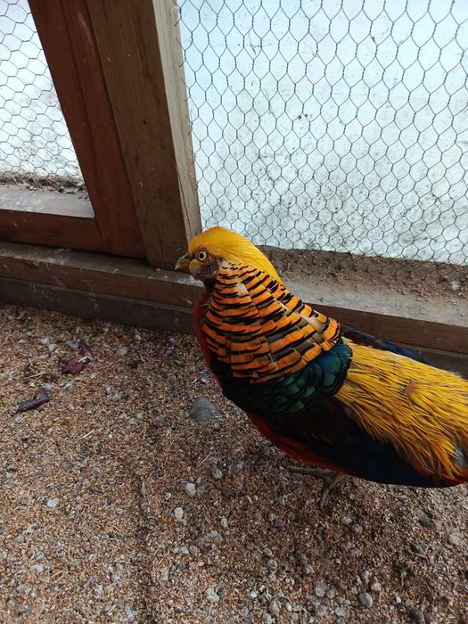 Bażant złocisty samczyk