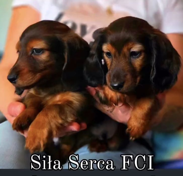 Jamnik kroliczy miniatura długowłosy FCI ZkwP