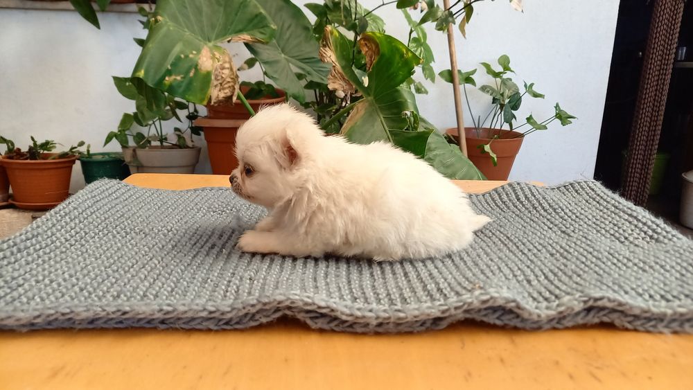 Spitz Alemão Lulu com vacinas