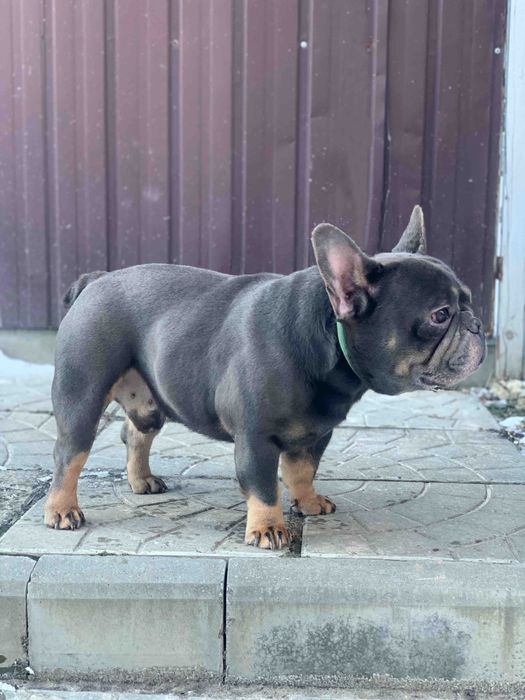 Кобель голубо подпалый на вязку