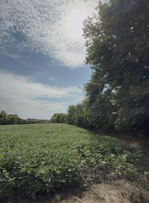 Продаж будинку с.Озерне. Білоцерківський район.