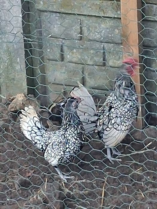 Selebrytki parka sprzedam