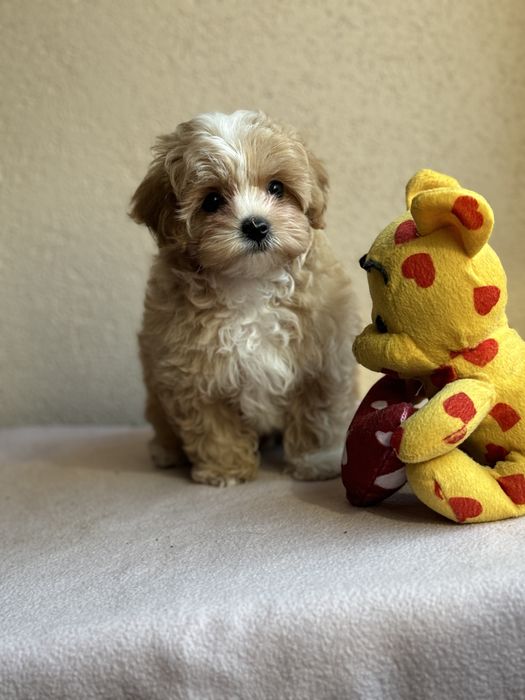 Міні хлопчик мальтіпу