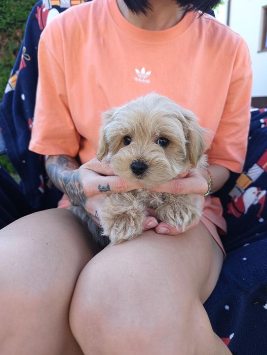 Sprzedam suczkę maltipoo