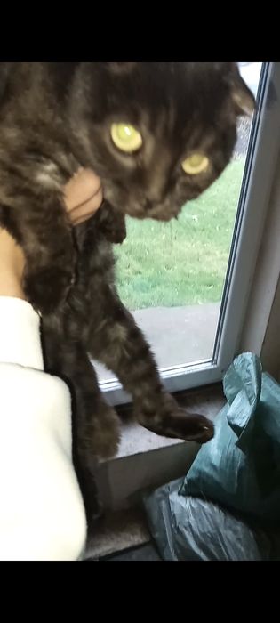 Віддаю кішку в хороші руки
