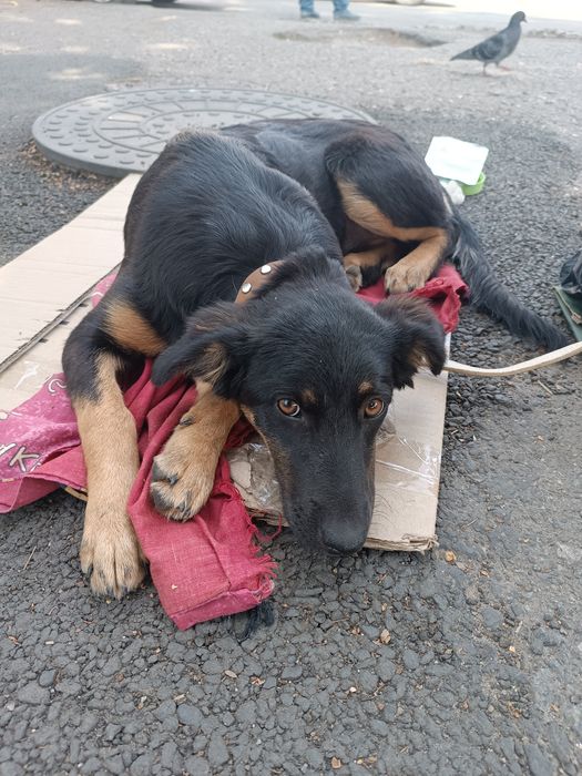 Собачки в добрі руки, маленька дівчинка