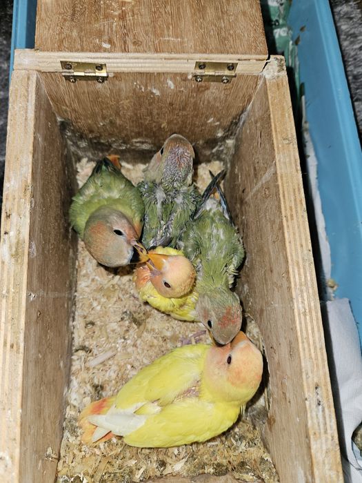 Agapornis Roseicolis