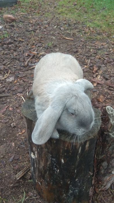 Baran francuski samice