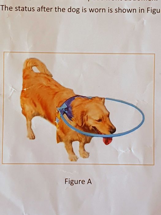 Arnês com Aro para Cão Cego/Deficiente Visual – Tamanho S