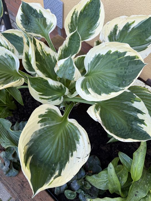 Hosta funkia roslina ogrodowa