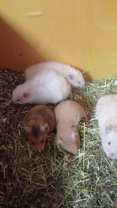 Королівські хом'яки,гризуни.