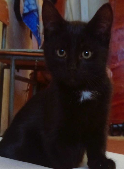 Котёнок в добрые руки