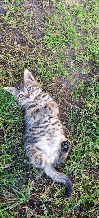 Kocięta do oddania  adopcji aktualne
