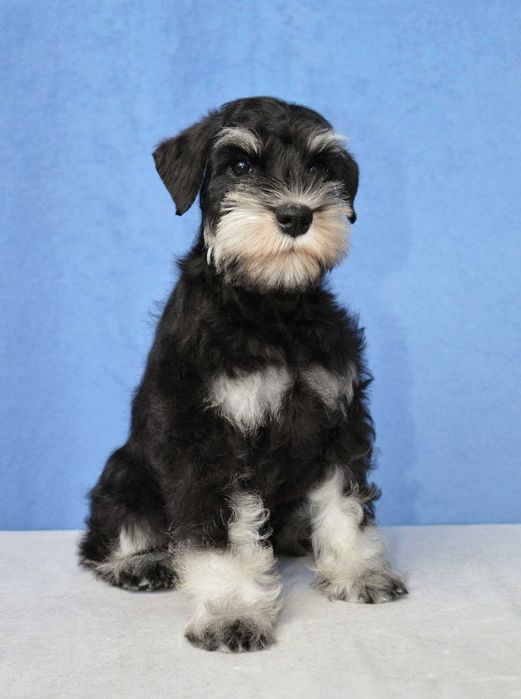 Щенки. Цвергшнауцер. Окрас черный с серебром.