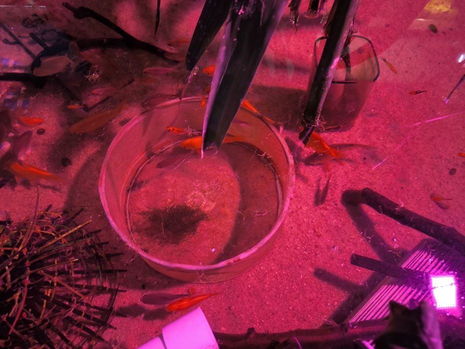 Peixes de água fria para tanques e lagos